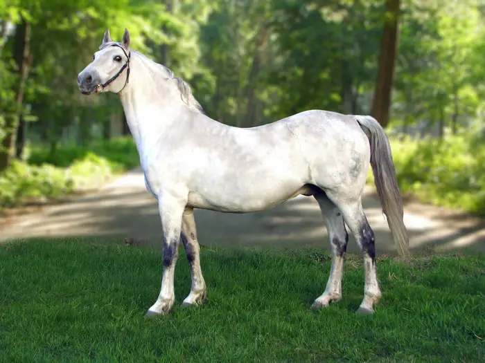 Temperament of Orlov Trotter