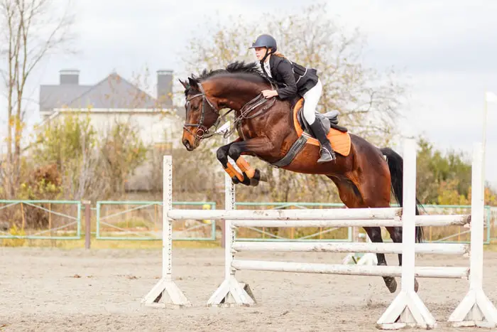 The Nations Cup Show Jumping