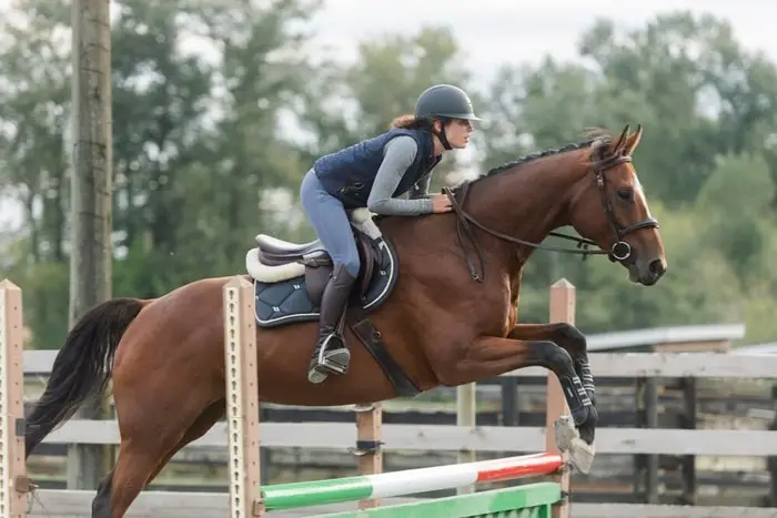 The Show Jumping Show