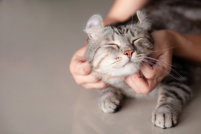 Thyroid Gland of Cats