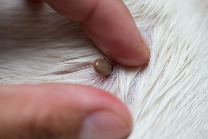 Ticks on Cat's Skin