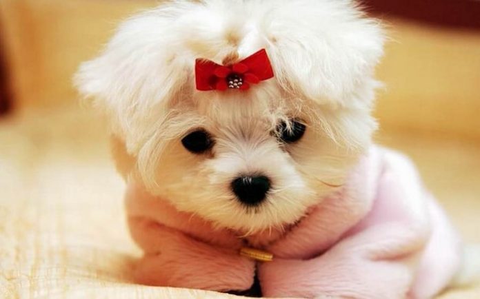 Toy Dog Breeds