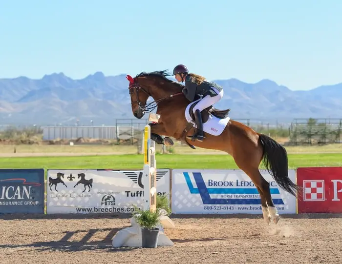 Training of Show Jumping Horse