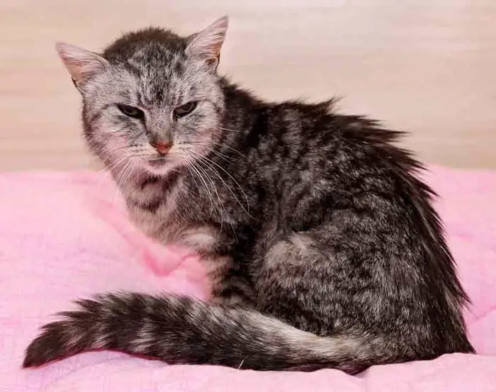 Treatment of Cat Hyperthyroidism