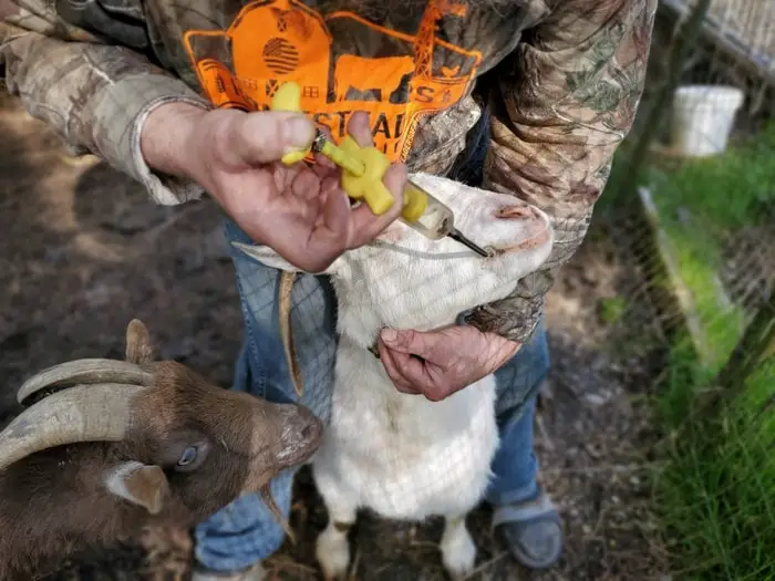 Treatment of Diarrhea in Goats