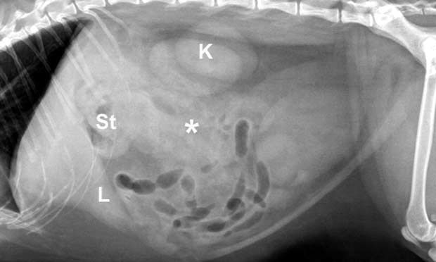 Ultrasonography of Cat Abdomen