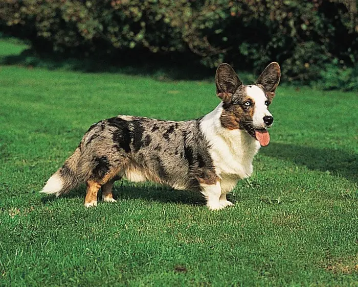 Welsh Corgi Cardigan