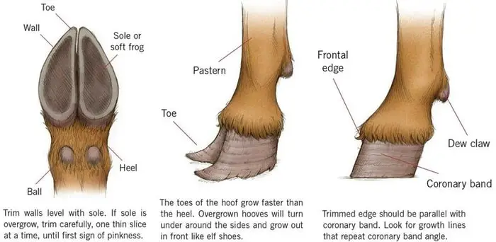 What is Hoof rot in goats