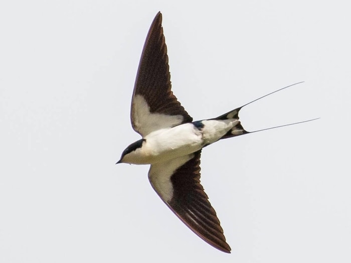 Wire Tailed Swallow 2