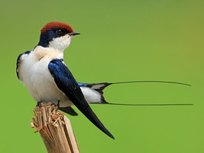 Wire Tailed Swallow