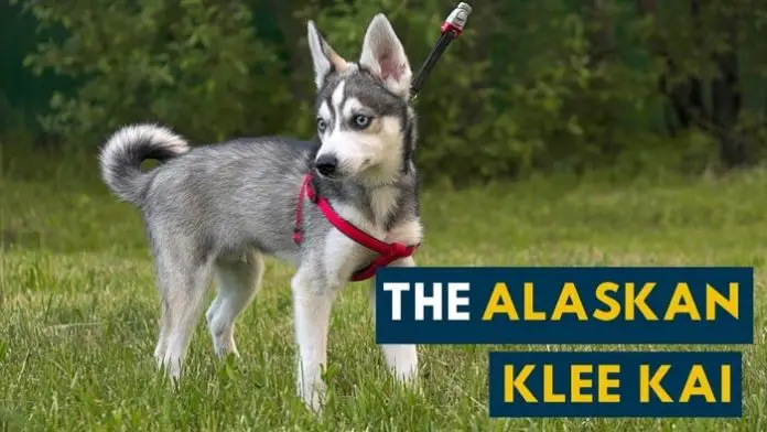 Alaskan Klee Kai