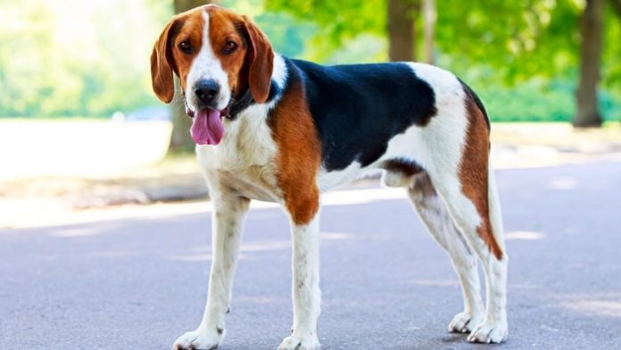 American Foxhound Dog