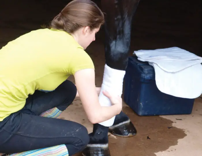 Bandaging of Horse Wound