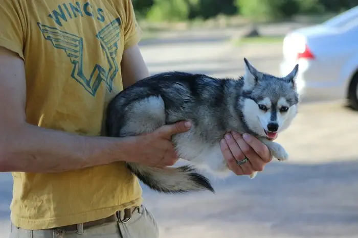 Behavior of Alaskan Klee Kai