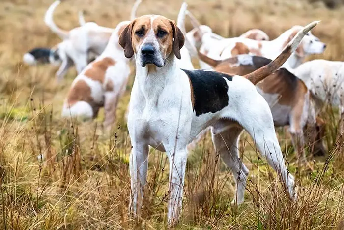 Behavior of Foxhound