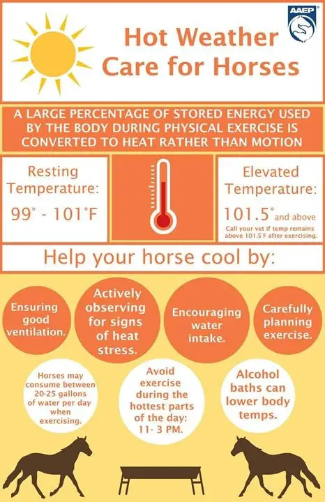 Care of Horse During Heat