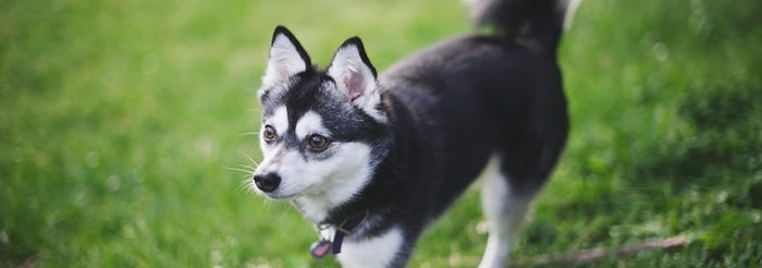 Colors of Alaskan Klee Kai