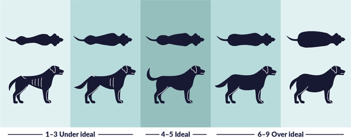 Dog BCS