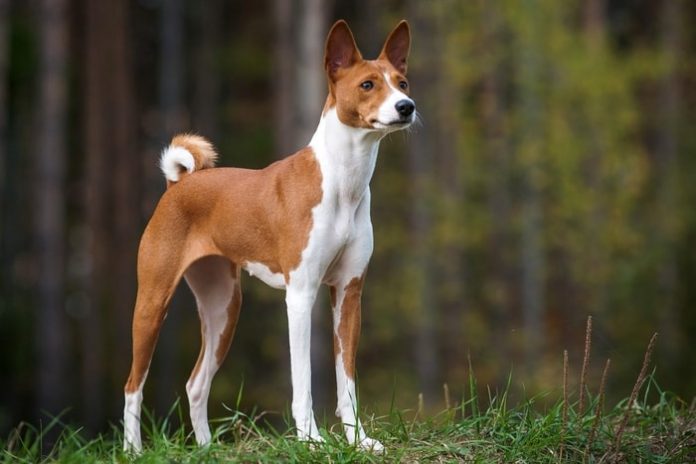 Dog Body Condition Score