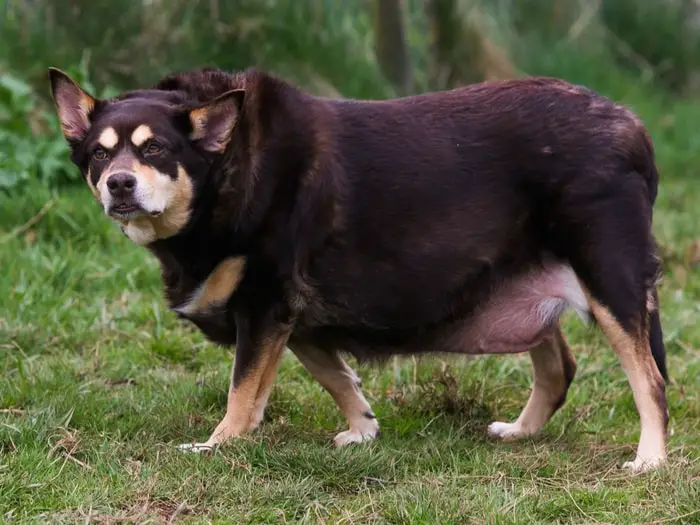 Dog Body Condition Score- Obese Dog