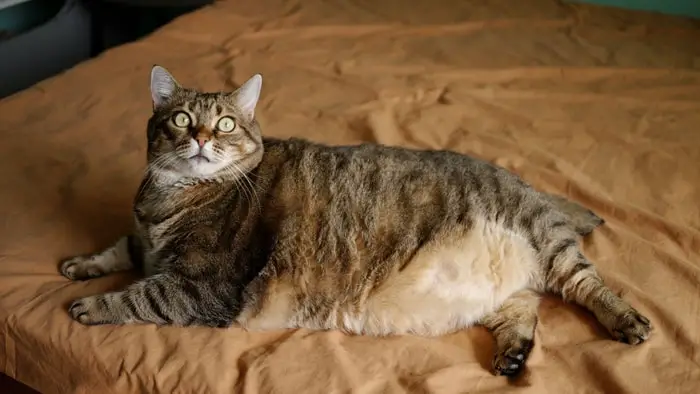 Fatty Cats