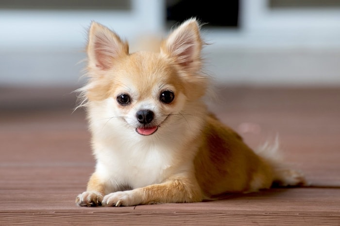 Globular Dog Eyes