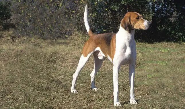 Health of American Foxhound