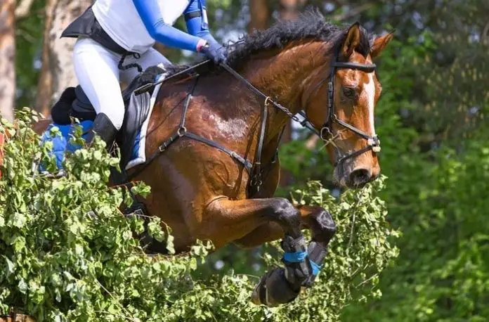 Heat stoke in Horse