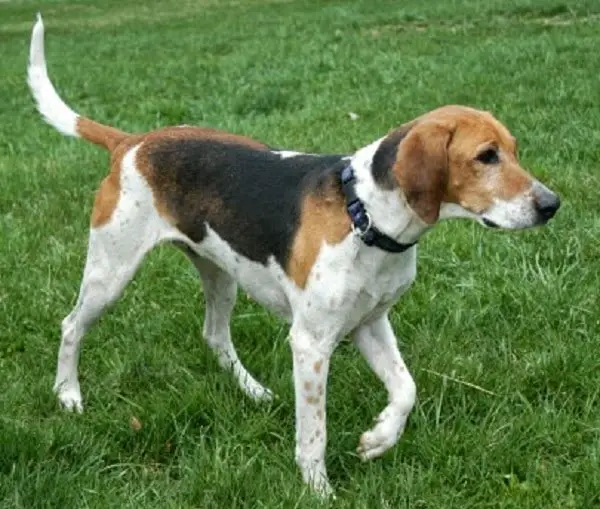 Height and Weight of Foxhound