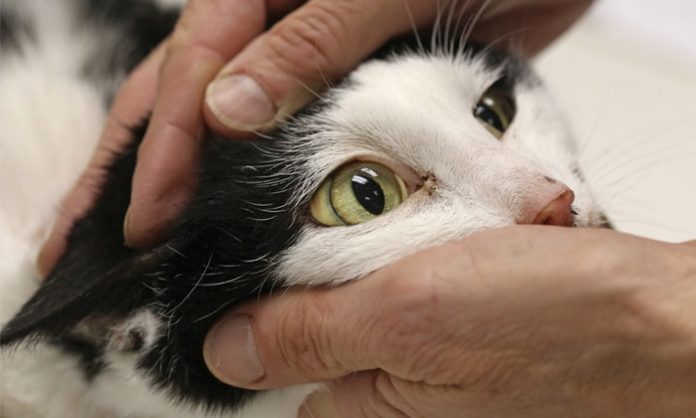 Hepatic Lipidosis in Cats