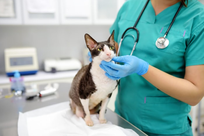 Hepatic Lipidosis in Feline