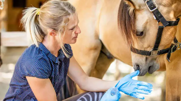 Horse Wound Management
