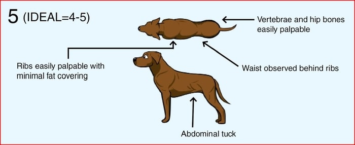 Ideal Dog