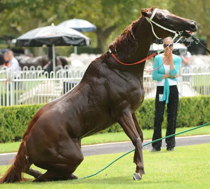 Management of Heat Stroke in Horse