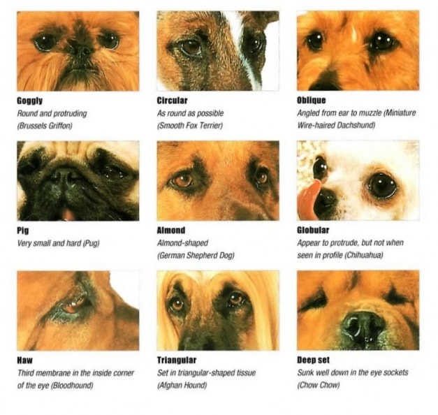 Most Common Types of Dog Eyes