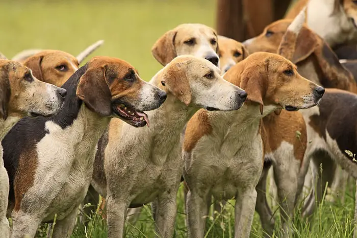 Origin and History of American Foxhound