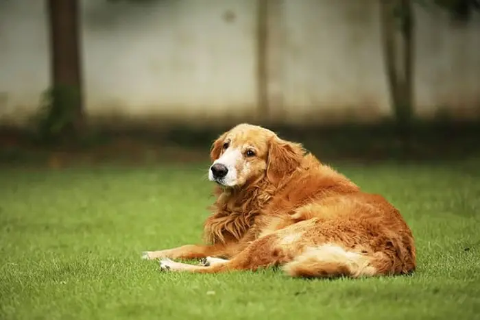 Overweight Dog