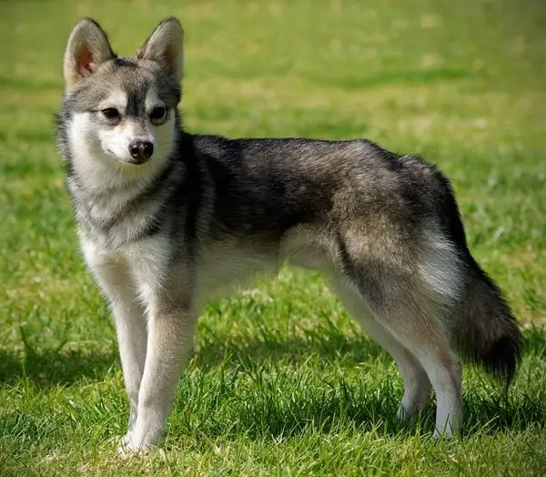 Physical Features of Alaskan Klee Kai