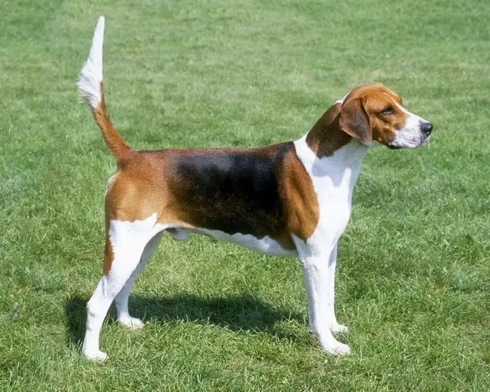 Physical Features of American Foxhound