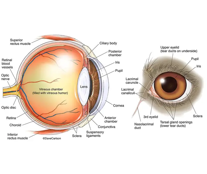 Power of Dog Eye