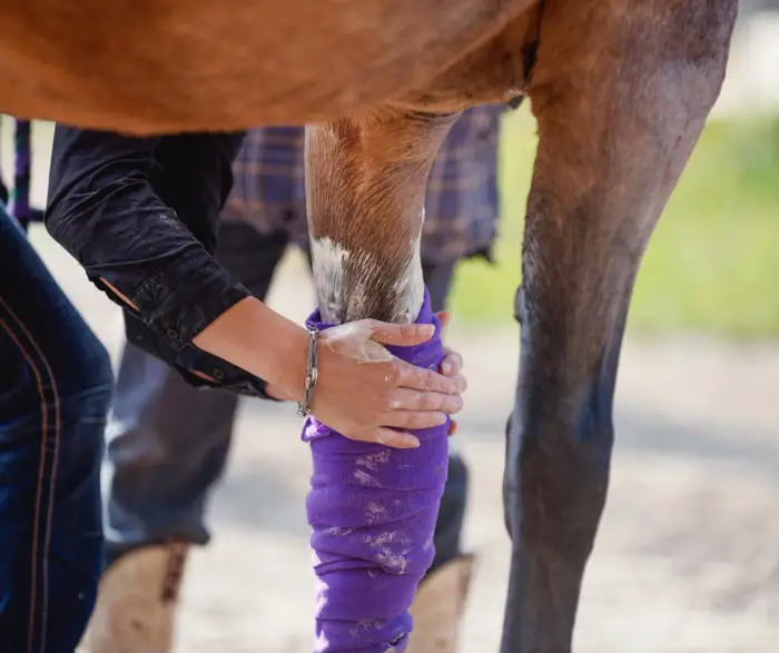 Pressure Bandage at Horse Wound