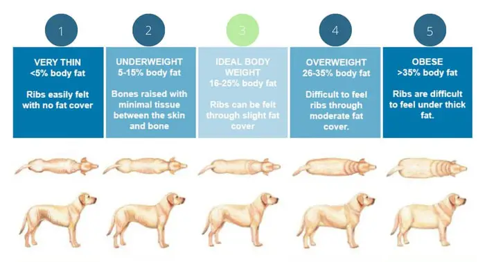 Score of Dog Body