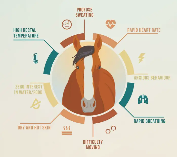 Signs of Heat stroke in horse