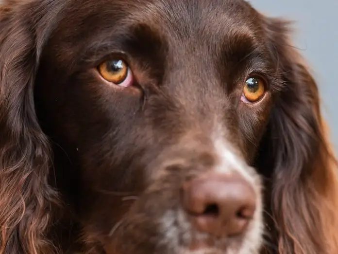 Types of Dog Eyes