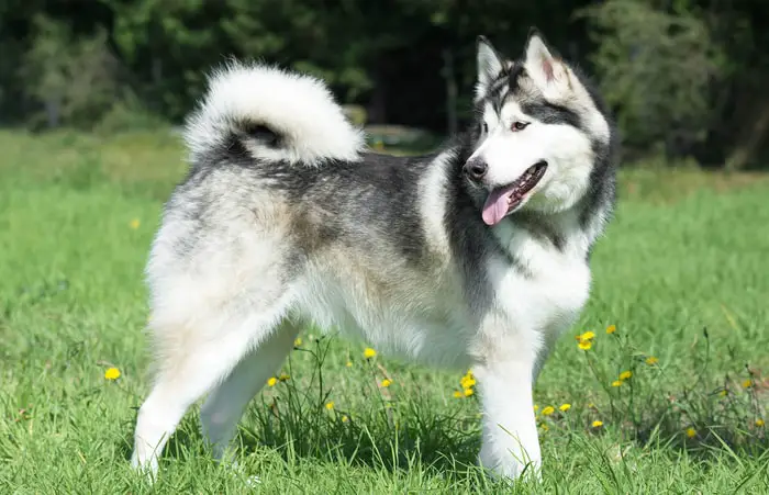 Alaskan Malamute Dog Breed