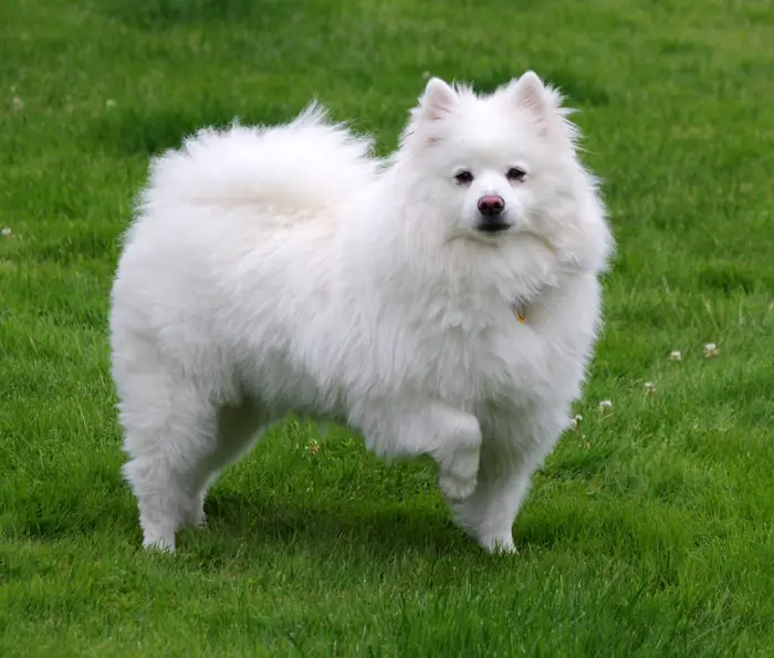 American Spitz