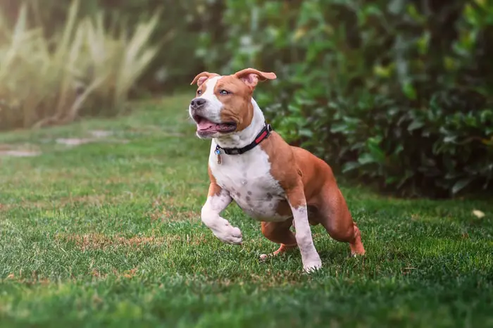 American Staffordshire Terrier