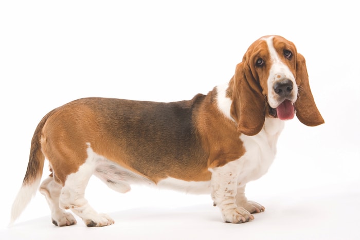 Basset Hounds