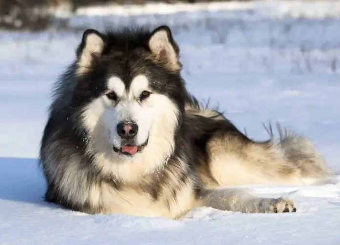 Beautiful Alaskan Dog