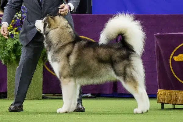 Behavior of Alaskan Malamute Dog